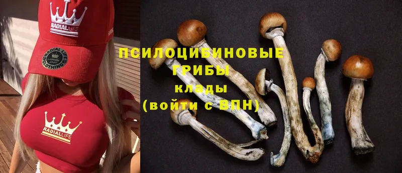 Галлюциногенные грибы Psilocybe  Ленинск-Кузнецкий 